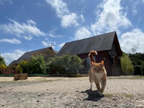 Gites Les Rainettes Vienne-en-Bessin Exterior foto